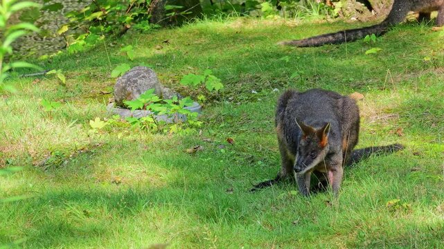 Swamp Wallaby, Wallabia bicolor, is one of the smaller kangaroos. This wallaby is also commonly known as the black wallaby