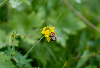 Horizontal close up of bumblebee collecting nectar on yellow wildflower with green bokeh background © Hiang