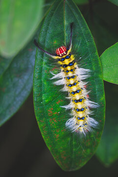 Macro shot of a yellow and blue Trabala vishnou caterpillar (Rose Myrtle Lappet Moth larva) resting on a green leaf, captured for commercial nature stock photography