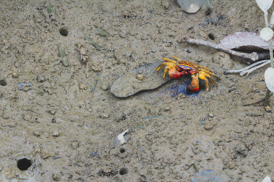 High-angle shot of a colorful small crab crawling near burrow holes on wet mangrove mudflat terrain for commercial nature stock photography