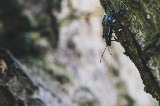 Macro shot of a shield bug crawling on textured tree bark for commercial nature stock photography