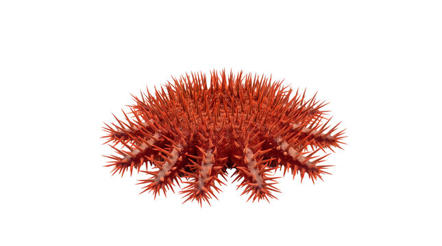 Crown-of-thorns starfish with sharp red spines, venomous Acanthaster planci sea star, invasive marine life specimen isolated PNG with Transparent Background