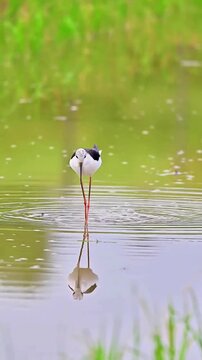 Black‑winged Stilt Foraging for Food in Shallow Wetland Water
