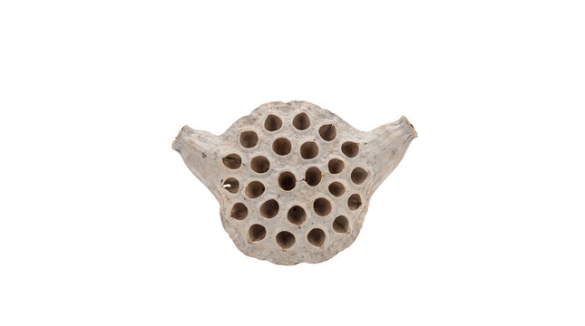 Dried lotus seed pod, organic botanical texture with holes, rustic brown lotus flower head for floral decoration and crafts isolated PNG with Transparent Background