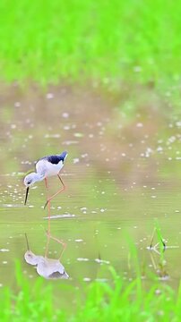 Black‑winged Stilt Foraging for Food in Shallow Wetland Water