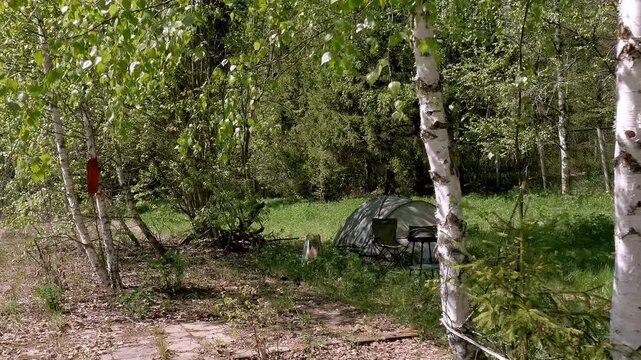 Green Camping Tent with Chair and Grill in Birch Forest During Summer