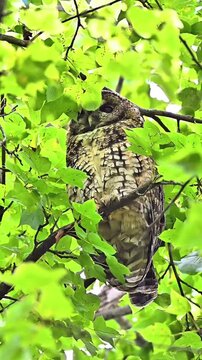 Himalayan Wood‑Owl Roosting Hidden Among Fresh Green Tree Leaves