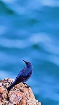 Blue‑rock Thrush Perched on Rocky Cliff Against Blurred Blue Water