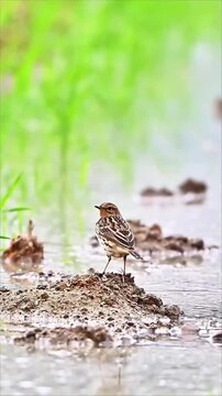 Red‑throated Pipit Standing on Mud Mound by Shallow Water