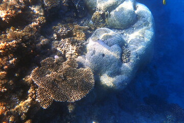Thriving Acropora and Brain Coral Reef Ecosystem © jonnysek
