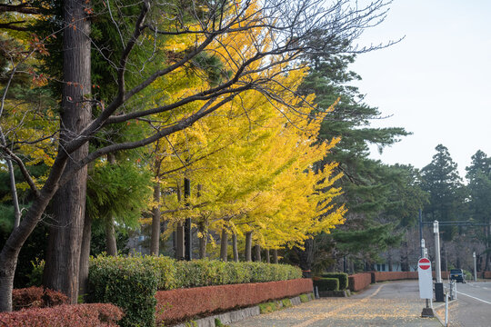 黄葉したイチョウの街路樹
