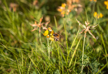 Horizontal view of bumblebee collecting nectar on yellow wildflower in warm sunny meadow © Hiang