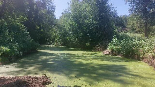 Forest pond completely covered with green duckweed and algae, stagnant water surrounded by dense trees and vegetation on sunny summer day, natural wetland ecosystem