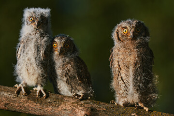 Portrait of three fluffy nestling Eurasian scops owls Otus scops perched on a tree branch in a forest. Close-up of a young wild owl chick in Wildlife habitat, featuring soft feathers, expressive eyes. © EvgeniyQW