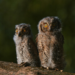 Portrait of fluffy nestling Eurasian scops owls Otus scops perched on a tree branch in a forest. Close-up of a young wild owl chick in Wildlife habitat, featuring soft feathers, expressive eyes.. © EvgeniyQW