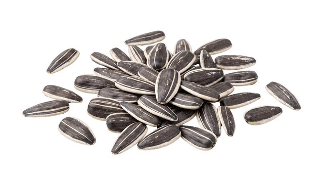 Roasted sunflower seeds in shell, pile of organic black striped sunflower seeds, healthy vegan snack food ingredients isolated PNG with Transparent Background