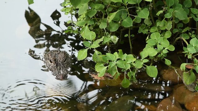 Alligator Lurking Near Grass on Lake Edge Searching for Prey