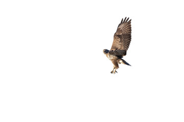 Obraz premium A Long-legged Buzzard (Buteo rufinus) on a transparent background, raising its wings at a steep angle as it begins its descent.
