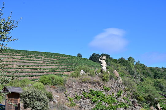 Steep vineyards of Ribeira Sacra, Rias Baixas, Galicia, Spain - heoric viticulture above the Rio Sil and Mino river