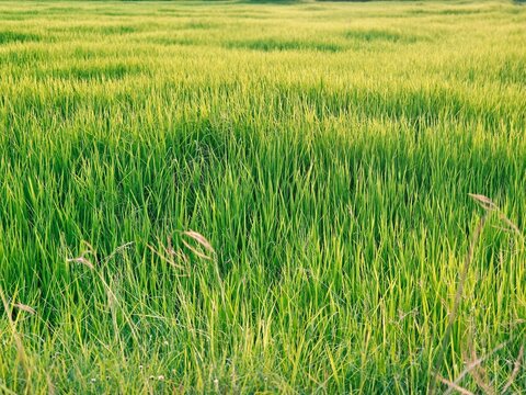 Rice field