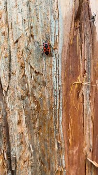 A vertical macro close-up of red firebugs and small nymphs crawling on the textured brown bark and rough organic surface of a tree trunk in wild nature.