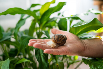 Snail on a hand with green plants in a natural indoor setting   © Maria A