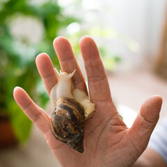 Achatina snail on hand showcasing exotic pet care and companionship   © Maria A