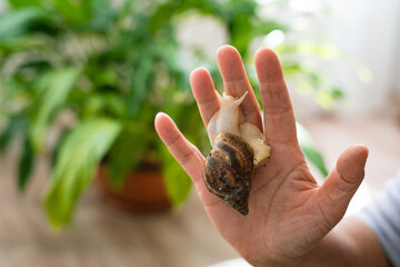 Hand holding a snail for relaxing therapy in a green indoor setting   © Maria A