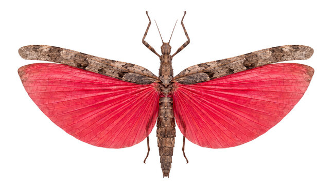 Exotic stick insect with vibrant red wings, tropical phasmid specimen, macro view of colorful flying walking stick bug isolated PNG with Transparent Background