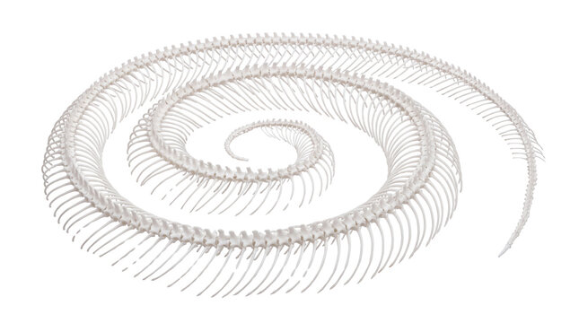 Spiral snake skeleton with intricate white vertebrae, coiled reptile bone structure, anatomical serpent remains for biology study isolated PNG with Transparent Background