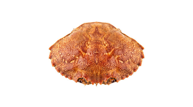 Orange crab shell with textured carapace, cooked seafood crustacean exoskeleton, organic marine biology specimen for culinary design isolated PNG with Transparent Background