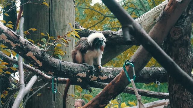 A small monkey chills quietly on a branch inside a Michigan zoo