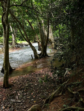  the tropical river through forest with tree roots and rocks Cianjur West Java Indonesia