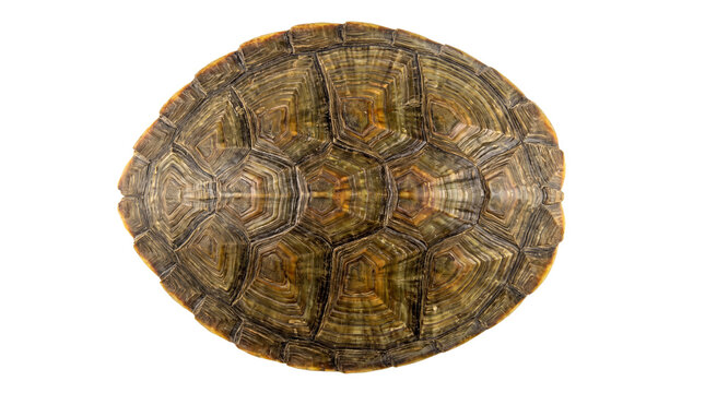 Textured turtle shell with brown and green patterns, detailed tortoise carapace top view, organic reptile armor for biology study isolated PNG with Transparent Background