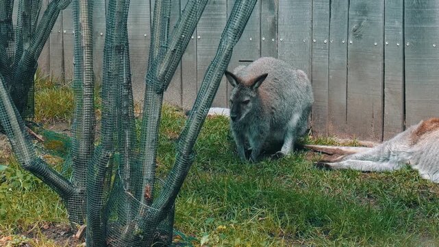 A kangaroo naps quietly in green grass inside its Michigan enclosure