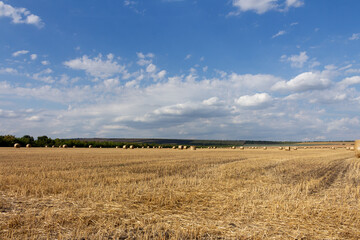 A field of wheat © parpalac