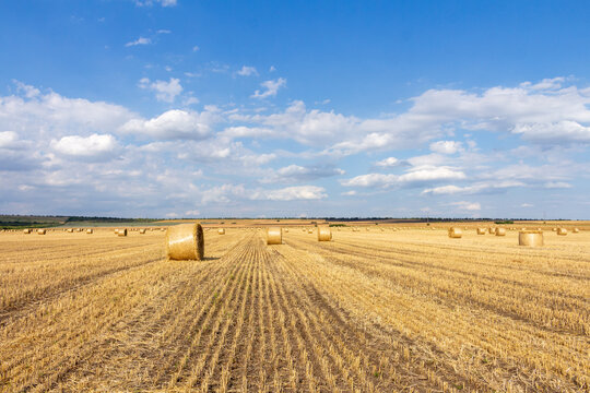 A field of hay bales