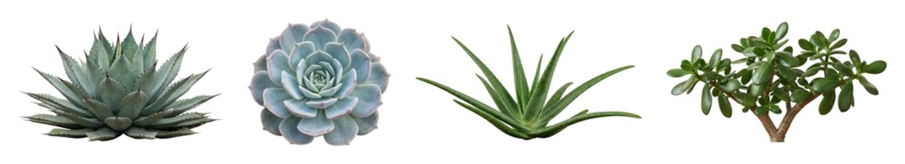 Obraz premium Set of succulent plants including agave, echeveria, aloe, and jade