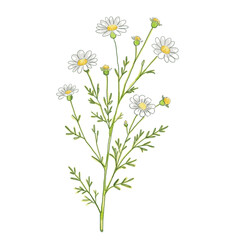 Fototapeta premium bouquet of camomiles