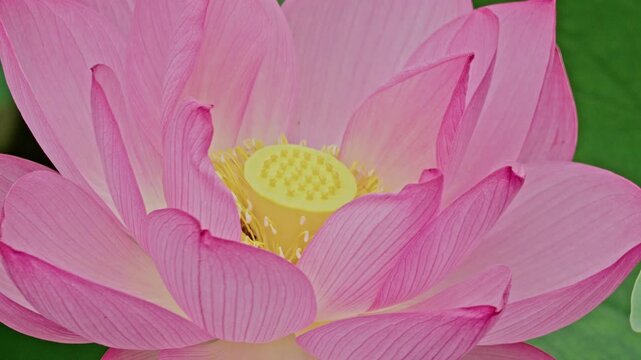 A small insect perches on the textured yellow seed pod at the heart of a pink lotus flower, captured in rich macro detail.