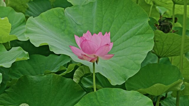 A single pink lotus bloom rises in sharp focus, framed centrally against an oversized round leaf that dominates the background composition.