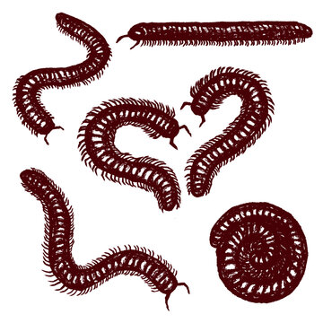hand drawn millipede centipede bugs sketch outline vintage 