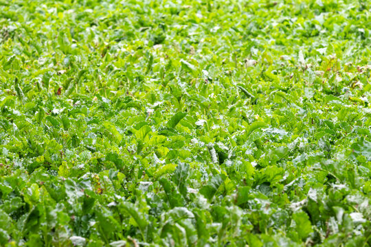 Close-up of sugar beet fields in Flanders, Belgium