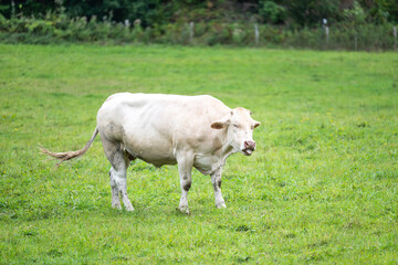 White cattle grazing in nature reserve in with green meadows , Belgium © Werner
