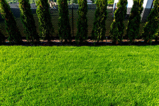 Green lawn with thuja trees creating privacy fence