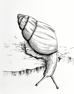 Hand drawn ink sketch of a snail