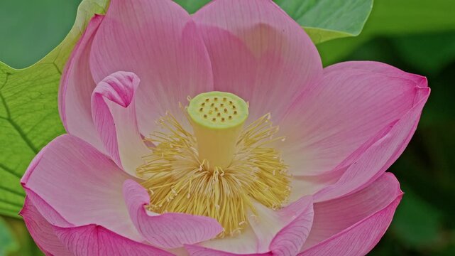 A prominent elongated seed pod stands amid a thick ring of golden stamens at the heart of a wide-open pink lotus bloom.