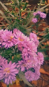 Beautiful cluster of blooming purple aster flowers in a sunny garden