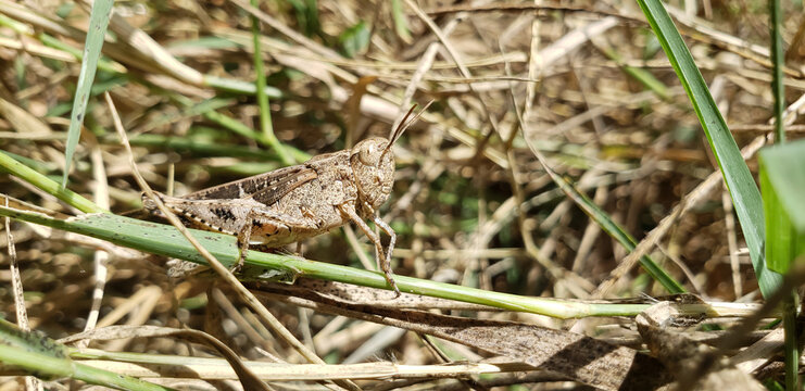 The Art of Biological Concealment: Three-Quarter View of Camouflaged Brown Grasshopper view(3)
lizard on the grass