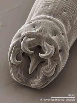 Scanning electron micrograph of Ancylostoma ceylanicum hookworm buccal capsule